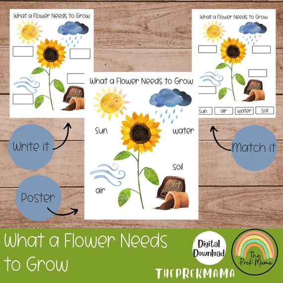 What a Flower Needs to Grow Preschool Curriculum Preschool Etsy