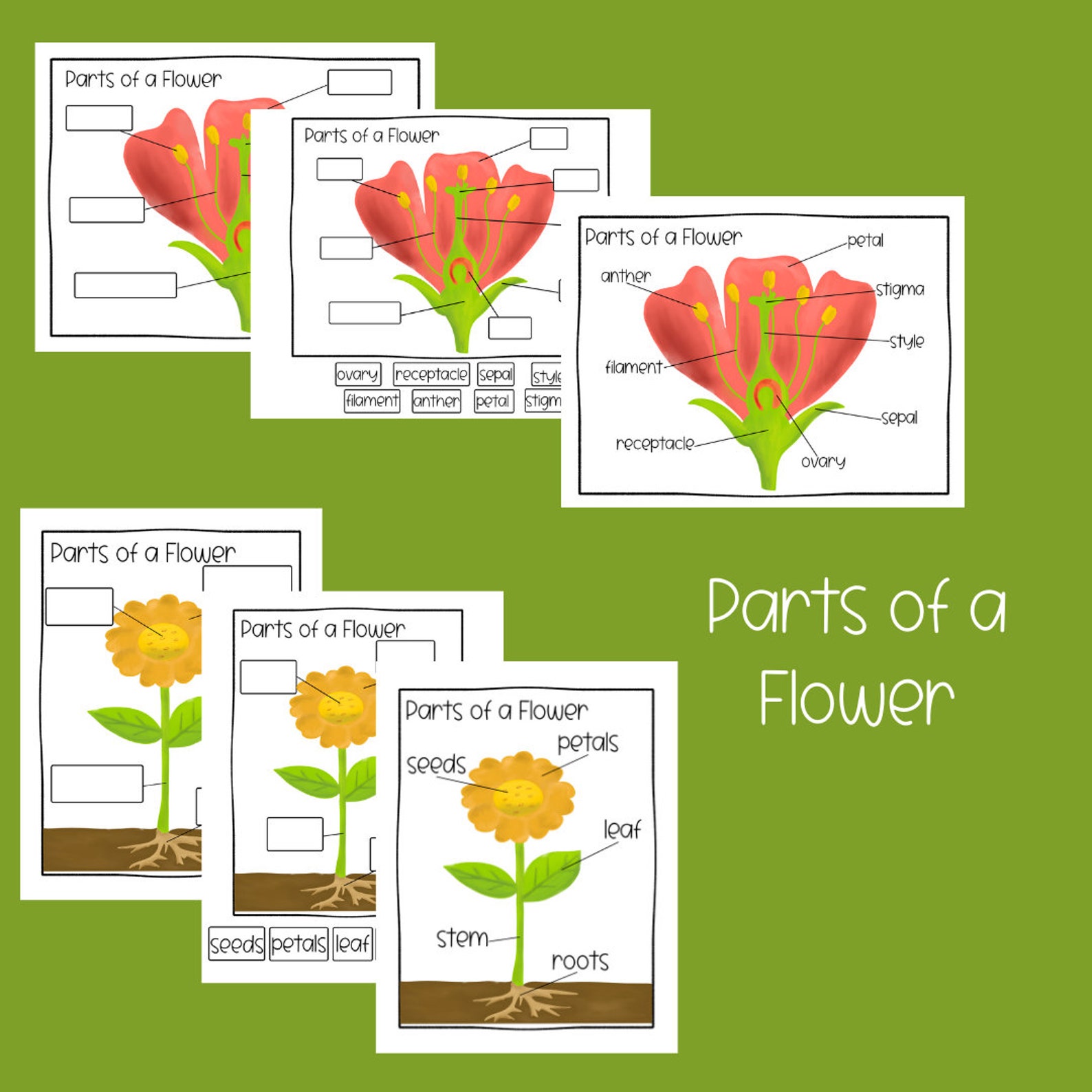 Learning About Flowers Bundle Preschool Curriculum Preschool Etsy