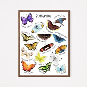 Cartel de mariposa, plan de estudios preescolar, preescolar imprimible, carteles educativos, aprendizaje preescolar, aprendizaje de la naturaleza, cartel Montessori