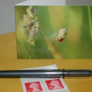 Coccinella
