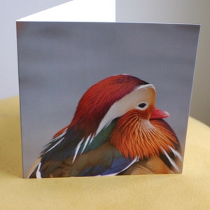 Mandarin ente blanko Karte