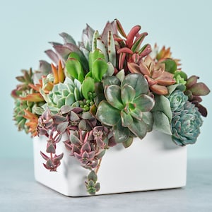 White Square Succulent Arrangement Planter: Modern Living Succulent Gift or Centerpiece for Weddings & Events