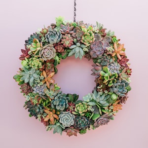 May include: A green, brown, and red succulent wreath hanging on a pink wall. The wreath is made of a variety of succulents, including echeveria, sedum, and sempervivum.