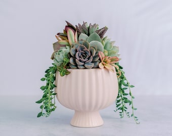 Small Pink Compote Succulent Arrangement