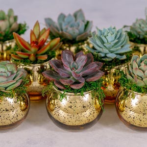 May include: A collection of various succulent plants potted in small, round, gold-colored glass containers with a speckled finish. Each plant is nestled in green moss, displaying diverse leaf shapes and colors including green, red, and purple.