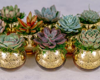 Succulent Favors in Gold Mercury Glass Globes for Weddings and Events, Optional Personalization,  Bulk Gifts QTY: 5+