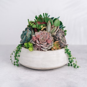 Cement Bowl Succulent Arrangement Planter: Modern Living Succulent Gift or Centerpiece for Weddings & Events
