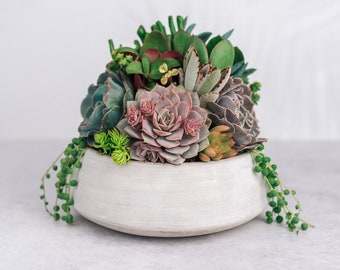 Cement Bowl Succulent Arrangement Planter: Modern Living Succulent Gift or Centerpiece for Weddings & Events