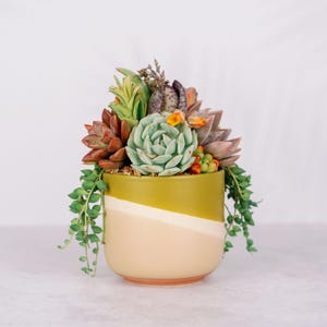 May include: A succulent plant arrangement in a green and cream ceramic pot. The pot has a unique, angled design. The succulents are a variety of colors and textures, including green, brown, and pink.