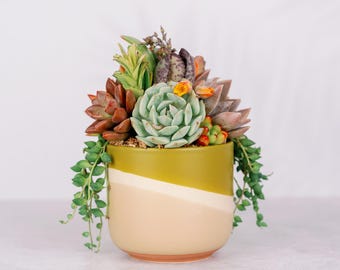 Citron Swirl Living Succulent Arrangement Centerpiece
