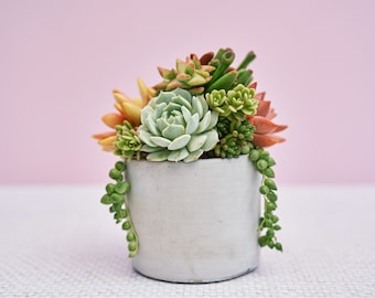 May include: A small, round, concrete planter filled with a variety of succulents. The succulents are in shades of green, orange, and red. Trailing green string of pearls plant hangs down the side. The background is a soft pink.