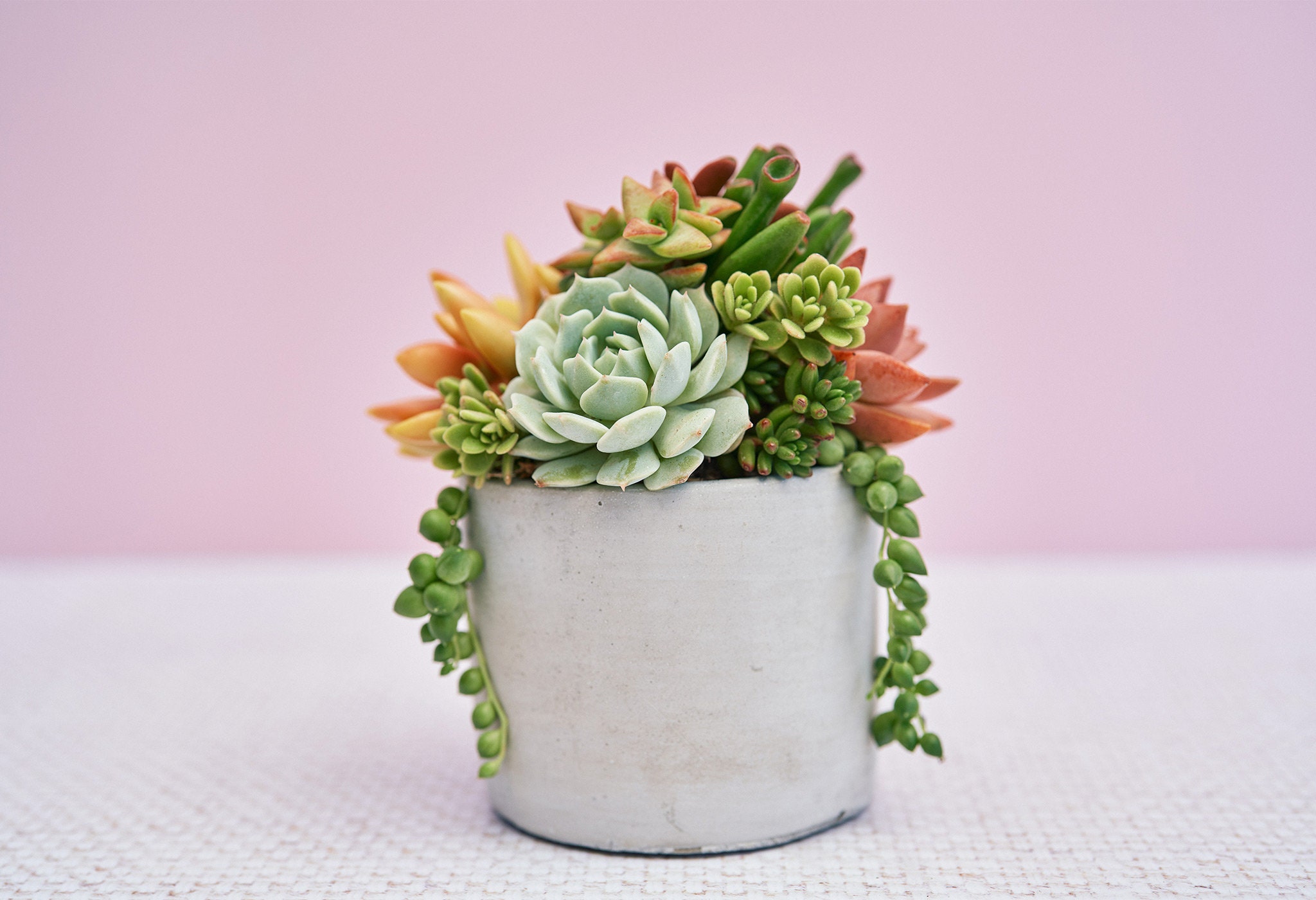 Urban Succulents - Etsy