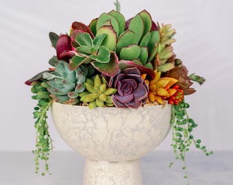 Marble Compote Living Succulent Arrangement Centerpiece