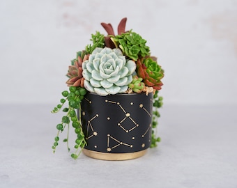 My Universe Living Succulent Arrangement Gift | Birthday, Celebration, House Warming Living Gift for Plant Lovers | Gift for Mom