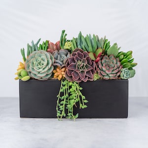 May include: A rectangular black planter filled with a variety of succulents. The arrangement includes green, red, and purple succulents, with some trailing plants. The planter sits on a light gray surface.