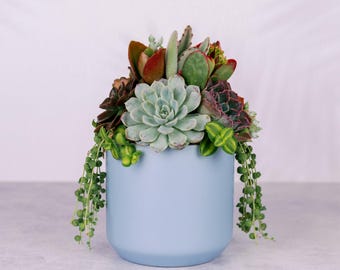 Succulent Arrangement in Baby Blue Ceramic Planter