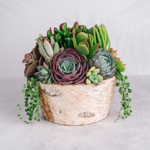 Round Birch Succulent Arrangement Planter: Living Succulent Centerpiece for Weddings & Events or Succulent Gift