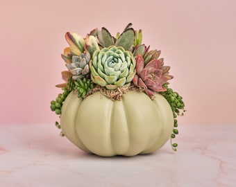 May include: A decorative, light green pumpkin-shaped container filled with a variety of succulents. The succulents include shades of green, pink, and red. The pumpkin sits on a pink and white marble surface.