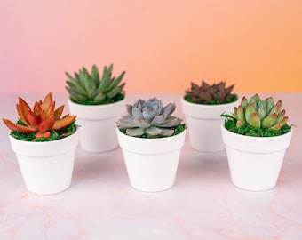 Succulent Favors: Small Living Plants, Custom Moss, White Clay Pot (QTY 5+)