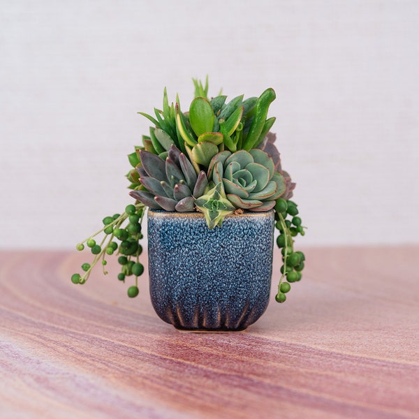 Mini Blue Square Succulent Arrangement Planter | Client Gift, Party Favor, Birthday, House Warming Gift for Plant Lovers | Gift for Mom