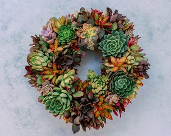 Living Succulent Wreath, Sunset Orchard Colors, Front Door Decor