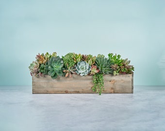 Rustic Wood Succulent Planter Arrangement : Extra Long Living Succulent Centerpiece for Wedding and Events