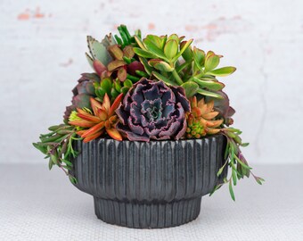 Textured Black Compote Succulent Arrangement: Living Centerpiece Gift