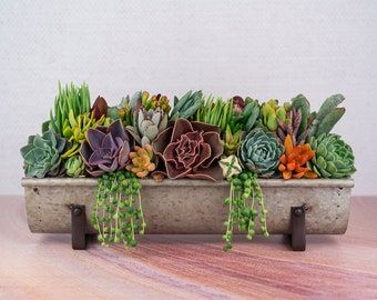 Galvanized Metal Succulent Centerpiece: Long Living Arrangement