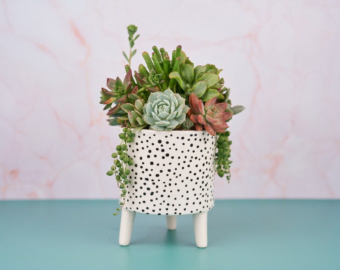 Spotted Ceramic Succulent Arrangement: Living Gift Planter