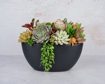May include: A black oval planter filled with a variety of succulents, including green, white, and red varieties. The succulents are arranged in a cascading design, with some trailing over the edge of the planter.