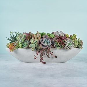 Long Cement Boat Succulent Arrangement Planter: Modern Living Succulent Gift or Centerpiece for Weddings & Events