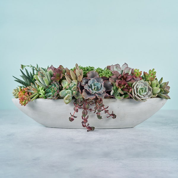 Long Cement Boat Succulent Arrangement Planter: Modern Living Succulent Gift or Centerpiece for Weddings & Events