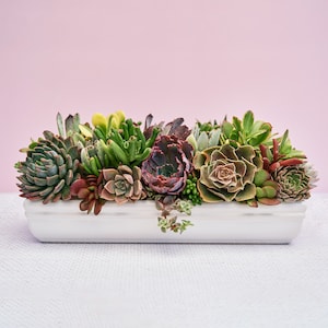 May include: A rectangular white ceramic planter filled with a variety of succulents. The succulents display a range of colors, including green, red, and brown. The background is a soft pink.