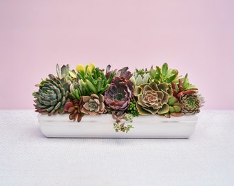 Long White Succulent Arrangement Planter: Modern Living Succulent Gift in Ceramic Container, Centerpiece for Weddings & Events