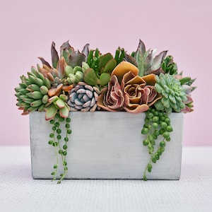 Cement Rectangle Succulent Arrangement Planter: Modern Living Succulent Gift or Centerpiece for Weddings & Events