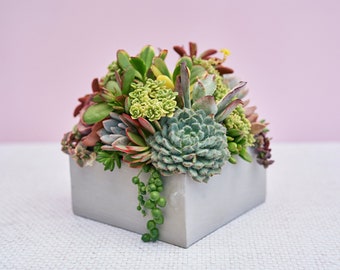 Cement Square Succulent Arrangement Planter: Modern Living Succulent Gift or Centerpiece for Weddings & Events