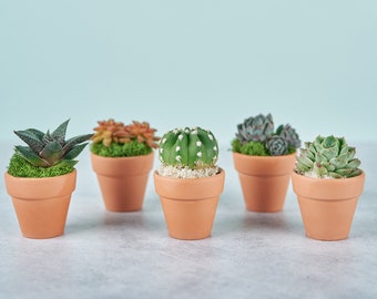 Mini Succulent Guest Favor or Small Gift in Terra Cotta Pots: Living Succulent Centerpiece for Weddings & Events or Small Succulent Gift
