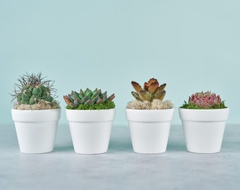 Succulent Guest Favor or Gift in White Clay Pot for Weddings & Events, Small Gift for Holidays