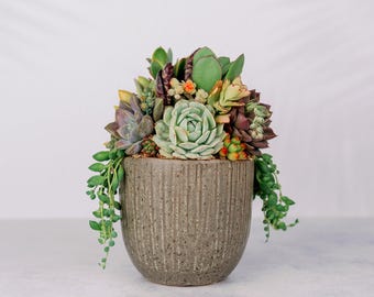Textured Taupe Ceramic Living Succulent Arrangement Centerpiece
