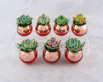 Succulent Favors in Pink-Rose Gold Mercury Glass Globes for Weddings and Events, Optional Personalization,  Bulk Gifts QTY: 5+