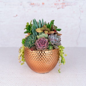 May include: A variety of succulents planted in a gold, honeycomb-patterned ceramic pot. The succulents are arranged in a circular pattern with a pink-hued succulent in the center.