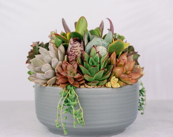 Gray Ceramic Living Succulent Bowl Centerpiece Arrangement, 11"