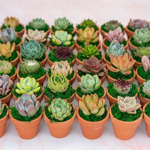 Mini Succulent Guest Favor or Small Gift in Terra Cotta Pots: Living Succulent Centerpiece for Weddings & Events or Small Succulent Gift