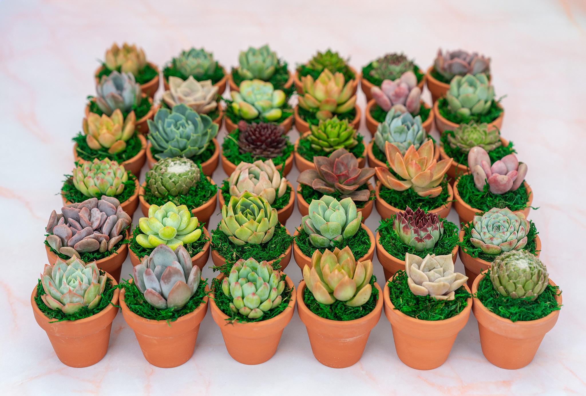 Succulent Cutting Favours