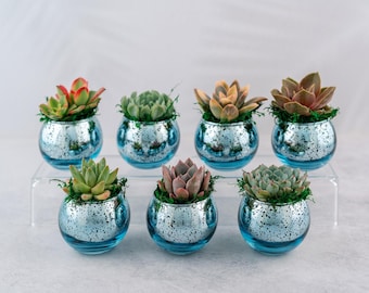 Succulent Favors in Blue Mercury Glass Globes for Weddings and Events, Optional Personalization,  Bulk Gifts QTY: 5+