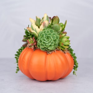 May include: An orange pumpkin-shaped planter filled with a variety of succulents. The succulents are green, red, and yellow, and the pumpkin has a smooth surface. A decorative fall-themed centerpiece.