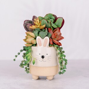 May include: A white ceramic bunny planter with a brown rim and small feet. The planter is filled with a variety of succulents, including green, red, and yellow varieties.
