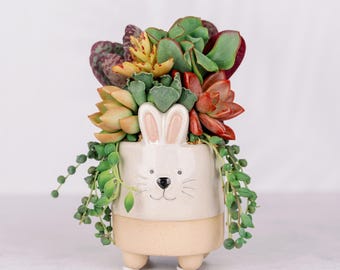 Bunny Living Succulent Arrangement in Small Ceramic Planter, Easter Decor