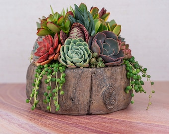 Cement Tree Trunk Succulent Arrangement: Living Centerpiece Gift