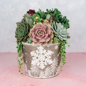 White Christmas Winter Holiday Succulent Planter Arrangement: Living Succulent Gift for the Holidays or Centerpiece Decor